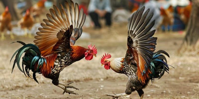 Ưu điểm Đá gà cựa dao Philippines Ưu điểm Đá gà cựa dao Philippines