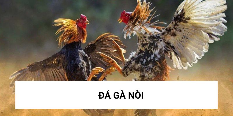 Những con gà sẽ dùng sức của mình để chiến đấu Những con gà sẽ dùng sức của mình để chiến đấu