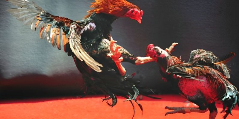Kinh nghiệm giành chiến thắng tại trò chơi đá gà Kinh nghiệm giành chiến thắng tại trò chơi đá gà